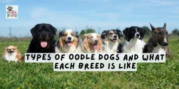 Types of Oodle Dogs and What Each Breed Is Like